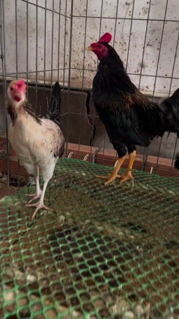 Gà Butcher 1 trống 2 mái. Mua bán Gà tại Quận Bình Thạnh Tp Hồ Chí Minh được đăng bởi Quốc thái hình 1