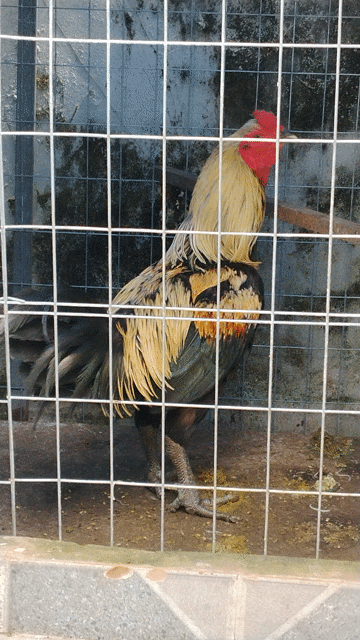 Gà trống Peru 4kg Đa sắc. Mua bán Gà tại Thành phố Sóc Trăng Sóc Trăng được đăng bởi gà đá sóc trăng hình 1
