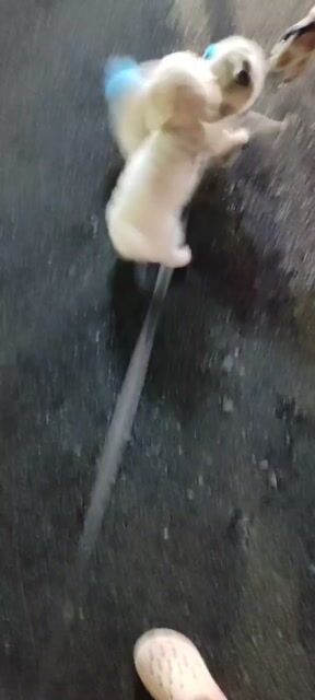 tìm chủ mới. Mua bán Chó tại Quận 1 Tp Hồ Chí Minh được đăng bởi Bé  hình 1