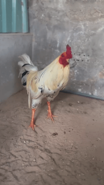 Gà Bướm Đực. Mua bán Gà tại Thành phố Vũng Tàu Bà Rịa - Vũng Tàu được đăng bởi Thái Thiện hình 1