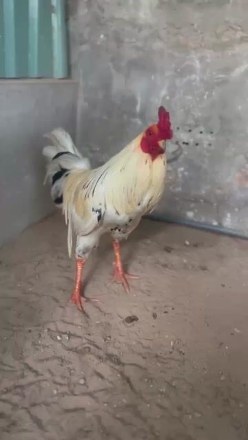Gà Bướm Đực. Mua bán Gà tại Thành phố Vũng Tàu Bà Rịa - Vũng Tàu được đăng bởi Thái Thiện hình 1