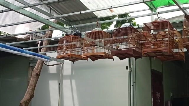 Chim chào mào Đực Trắng xám Giọng chuông to. Mua bán Chim tại Quận Gò Vấp Tp Hồ Chí Minh được đăng bởi Phuong hình 1