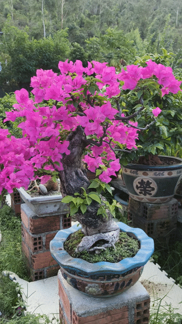 Cây cảnh Bông giấy Dáng trực lắc. Mua bán Cây cảnh, đồ trang trí tại Thành phố Qui Nhơn Bình Định được đăng bởi Tấn Minh hình 1