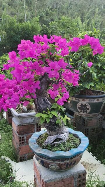Cây cảnh Bông giấy Dáng trực lắc. Mua bán Cây cảnh, đồ trang trí tại Thành phố Qui Nhơn Bình Định được đăng bởi Tấn Minh hình 1