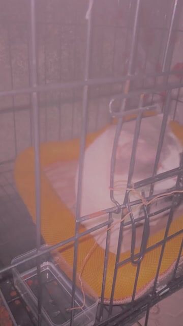 Mèo Munchkin đực Trắng xám. Mua bán Mèo tại Thành phố Biên Hòa Đồng Nai được đăng bởi Vũ Trịnh hình 1