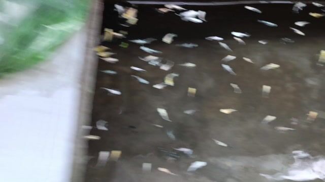 Cá Moly nhiều màu. Mua bán Thú cưng khác tại Thành phố Thủ Dầu Một Bình Dương được đăng bởi Dung hình 1