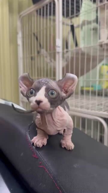 Mèo Ai Cập Sphynx chân lùn chân cao nhà đẻ. Mua bán Mèo tại Thành phố Thủ Đức Tp Hồ Chí Minh được đăng bởi  Trung Anh hình 1