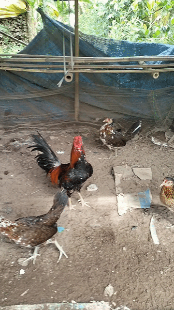 Gà trống cảnh sinh sản màu Đỏ, đen, trắng. Mua bán Gà tại Huyện Châu Thành Hậu Giang được đăng bởi Mai Thừa Vlog hình 1