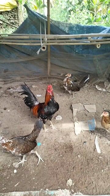 Gà trống cảnh sinh sản màu Đỏ, đen, trắng. Mua bán Gà tại Huyện Châu Thành Hậu Giang được đăng bởi Mai Thừa Vlog hình 1