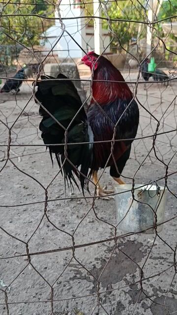 Xanh hiện 2k850 còn lên nhiều. Mua bán Gà tại Huyện Cờ Đỏ Cần Thơ được đăng bởi Gà tiền  hình 1