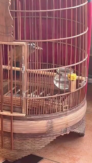 trống Nâu siêng hót. Mua bán Chim tại Quận Bình Thạnh Tp Hồ Chí Minh được đăng bởi Mi vương  hình 1