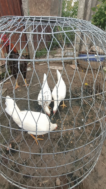 Gà mái tre có cựa. Mua bán Gà tại Huyện Bình Chánh Tp Hồ Chí Minh được đăng bởi trọng tinz hình 1