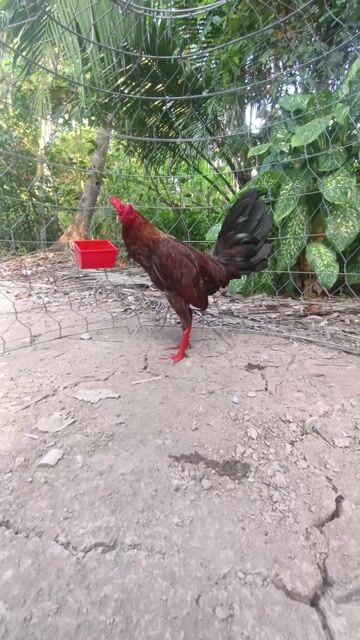 Gà Tre Mã Lai 1.5kg Nâu đỏ. Mua bán Gà tại Thành phố Bến Tre Bến Tre được đăng bởi chích chòe  hình 1