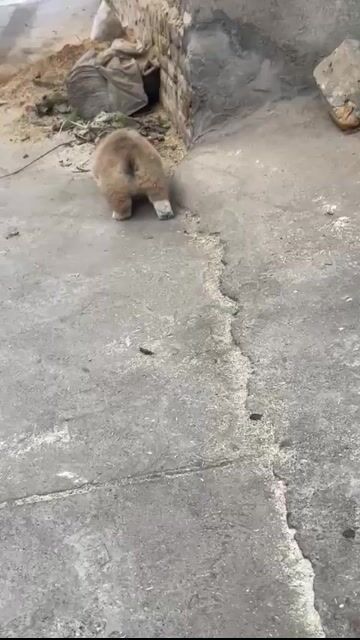 Chó Corgi đực 2 tháng. Mua bán Chó tại Huyện Sóc Sơn Hà Nội được đăng bởi Nam hình 1