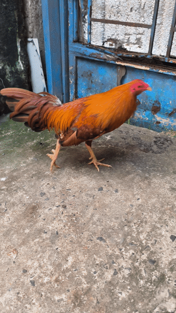 Khét CuBan Simon 1.6kg , thành tích 2x. Mua bán Gà tại Quận 8 Tp Hồ Chí Minh được đăng bởi chuyên cung cấp gà tre F1 hình 1