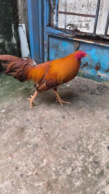 Khét CuBan Simon 1.6kg , thành tích 2x. Mua bán Gà tại Quận 8 Tp Hồ Chí Minh được đăng bởi chuyên cung cấp gà tre F1 hình 1