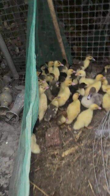 Vịt xiêm con mới nở. Mua bán Thú cưng khác tại Huyện Tam Bình Vĩnh Long được đăng bởi Tran Truong hình 1