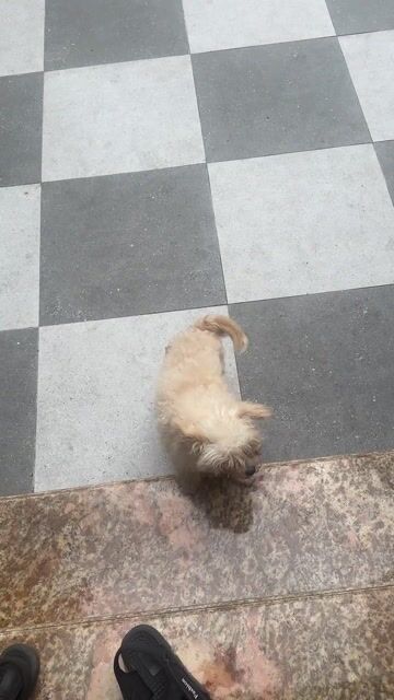 bán chó cảnh. Mua bán Chó tại Huyện Thường Tín Hà Nội được đăng bởi Nguyễn Xuân Lộc hình 1