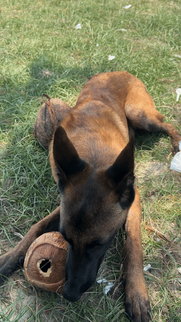 Chó Malinois 10 tháng. Mua bán Chó tại Huyện Long Điền Bà Rịa - Vũng Tàu được đăng bởi Nguyễn tiên hình 1
