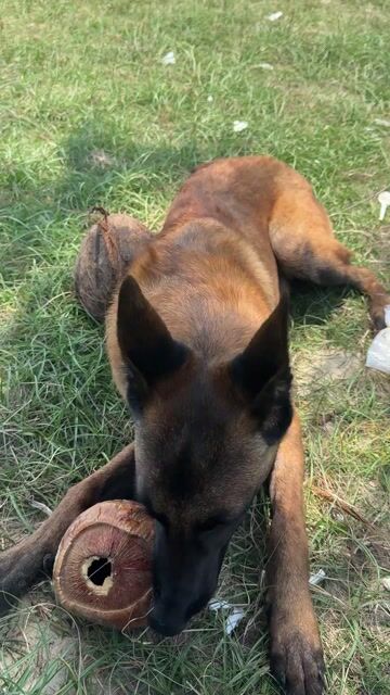 Chó Malinois 10 tháng. Mua bán Chó tại Huyện Long Điền Bà Rịa - Vũng Tàu được đăng bởi Nguyễn tiên hình 1