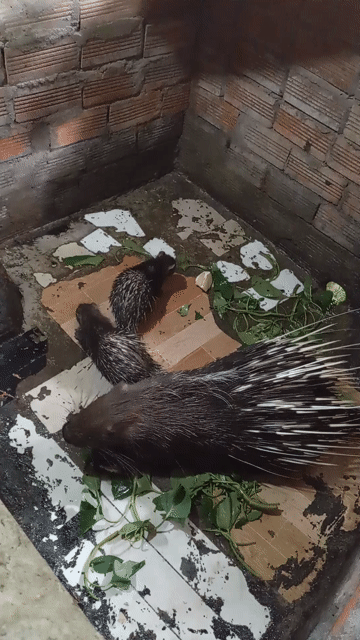 nhím nhà đẻ bán làm giống . Mua bán Thú cưng khác tại Huyện Cái Bè Tiền Giang được đăng bởi Tiên Van Mến hình 1