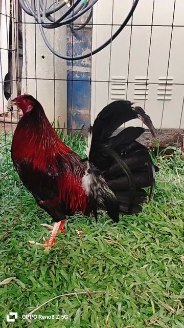 cha mẹ nhập gà hiện 2kg9. Mua bán Gà tại Thị xã Duyên Hải Trà Vinh được đăng bởi Việt Hưng hình 1