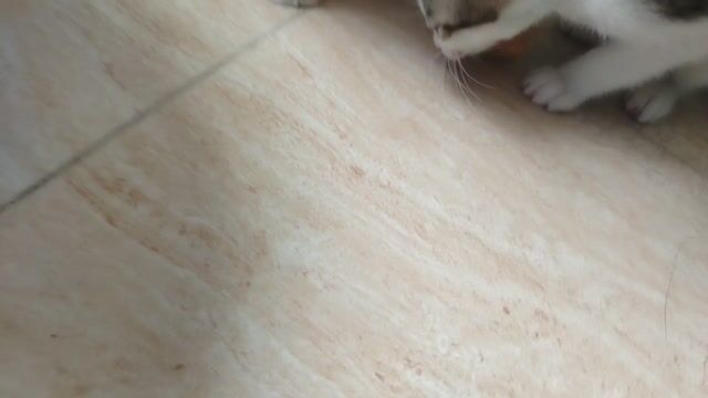 Mèo Đực Cái Đen trắng trắng. Mua bán Mèo tại Quận Liên Chiểu Đà Nẵng được đăng bởi trần nam hình 1