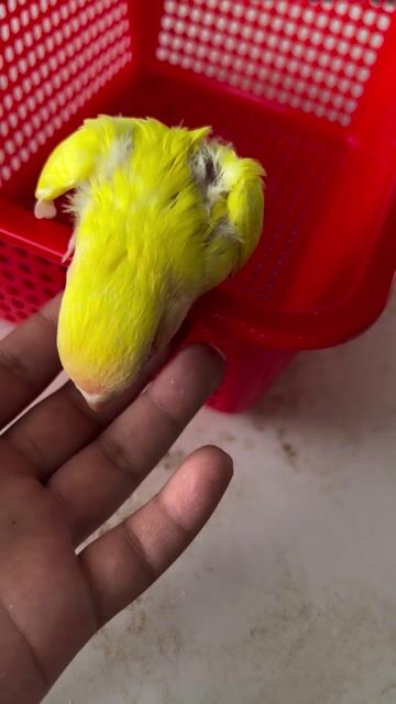 Chim Lovebird Vàng cam. Mua bán Chim tại Quận 11 Tp Hồ Chí Minh được đăng bởi thuỷ tiên hình 1