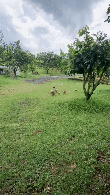 Mua bán Đất Huyện Xuân Lộc Đồng Nai diện tích 23000 m² giá 9,5 tỷ