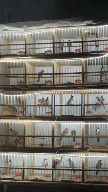 Chim chào mào trống Bộ đẹp. Mua bán Chim tại Quận Sơn Trà Đà Nẵng được đăng bởi chau hình 1