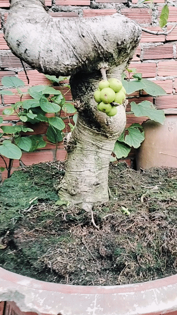 Cây cảnh bonsai Cây sung 4 năm Bể chậu. Mua bán Cây cảnh, đồ trang trí tại Thành phố Dĩ An Bình Dương được đăng bởi tandat hình 1