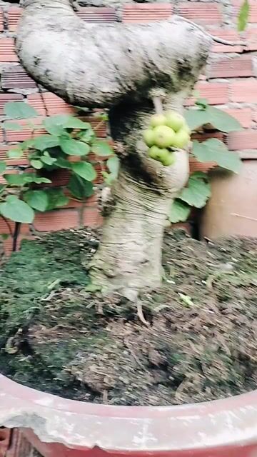 Cây cảnh bonsai Cây sung 4 năm Bể chậu. Mua bán Cây cảnh, đồ trang trí tại Thành phố Dĩ An Bình Dương được đăng bởi tandat hình 1