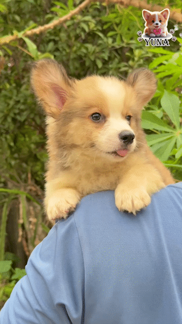 CHƠ CORGI THUẦN MẶT GẤU CHÂN LÙN. Mua bán Chó tại Quận 3 Tp Hồ Chí Minh được đăng bởi Thùy Trang hình 1