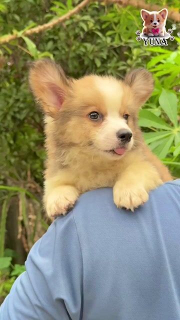 CHƠ CORGI THUẦN MẶT GẤU CHÂN LÙN. Mua bán Chó tại Quận 3 Tp Hồ Chí Minh được đăng bởi Thùy Trang hình 1