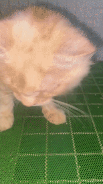 Mèo Maine Coon Vàng kem. Mua bán Mèo tại Quận 11 Tp Hồ Chí Minh được đăng bởi An Hậu hình 1