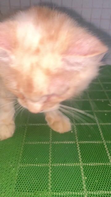 Mèo Maine Coon Vàng kem. Mua bán Mèo tại Quận 11 Tp Hồ Chí Minh được đăng bởi An Hậu hình 1