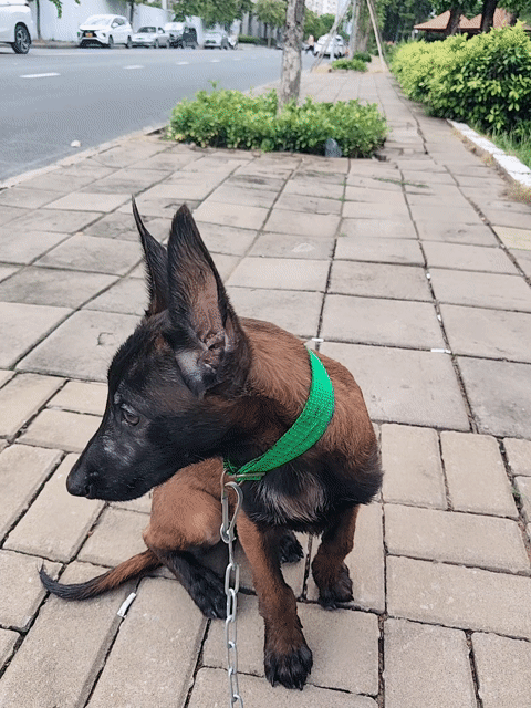 Chó Malinois Cái Nâu đen Đã tiêm 2 mũi. Mua bán Chó tại Quận 7 Tp Hồ Chí Minh được đăng bởi PHONG VƯƠNG hình 1