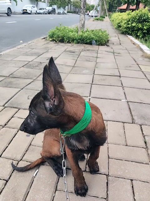 Chó Malinois Cái Nâu đen Đã tiêm 2 mũi. Mua bán Chó tại Quận 7 Tp Hồ Chí Minh được đăng bởi PHONG VƯƠNG hình 1