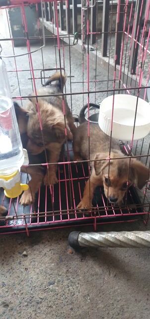 Chó Chihuahua lai Corgi 2 tháng tuổi. Mua bán Chó tại Thành phố Dĩ An Bình Dương được đăng bởi Thanh Trúc hình 1