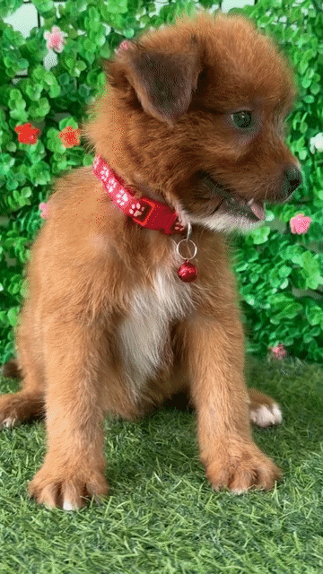 NHẬT LAI LÔNG XÙ MẶT GẤU, ĐÁNG YÊU KHÔN LANH LỢI😘. Mua bán Chó tại Huyện Hóc Môn Tp Hồ Chí Minh được đăng bởi Cún xinh nhà TaDa hình 1