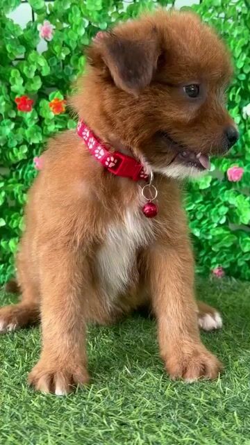 NHẬT LAI LÔNG XÙ MẶT GẤU, ĐÁNG YÊU KHÔN LANH LỢI😘. Mua bán Chó tại Huyện Hóc Môn Tp Hồ Chí Minh được đăng bởi Cún xinh nhà TaDa hình 1