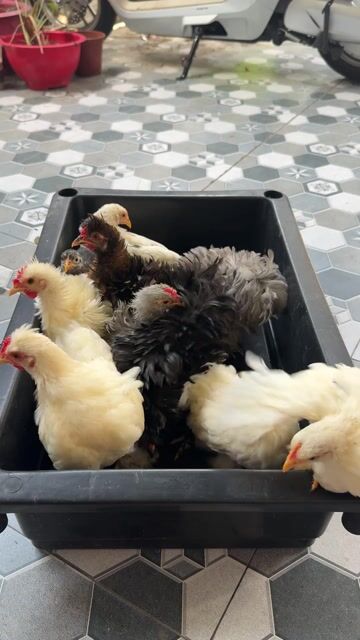 Gà kiểng Minicochin Penkin nhiều màu. Mua bán Gà tại Thành phố Vĩnh Long Vĩnh Long được đăng bởi Thí Lê hình 1