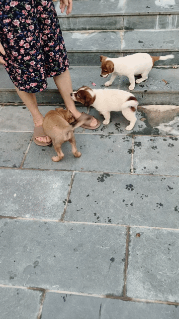 Chó con giống nhỏ 3 tháng tuổi nhiều màu. Mua bán Chó tại Quận Hoàng Mai Hà Nội được đăng bởi Tan Nguyen hình 1