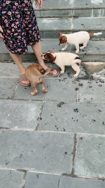 Chó con giống nhỏ 3 tháng tuổi nhiều màu. Mua bán Chó tại Quận Hoàng Mai Hà Nội được đăng bởi Tan Nguyen hình 1