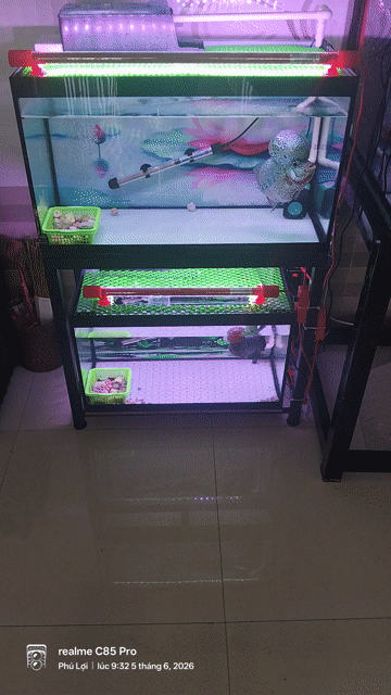 Cá La Hán size Bàn tay Đầu búa Đa sắc. Mua bán Thú cưng khác tại Thành phố Sóc Trăng Sóc Trăng được đăng bởi Thanh Duy hình 1