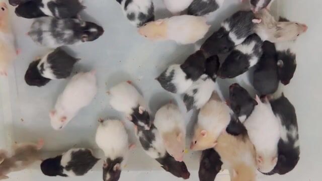 Chuột Hamster đa màu. Mua bán Thú cưng khác tại Huyện Củ Chi Tp Hồ Chí Minh được đăng bởi Nguyễn Ngọc Thạch hình 1