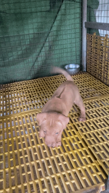 Chó Phú Quốc Cái Vện 2 tháng tiêm ngừa 2 mũi. Mua bán Chó tại Thành phố Thủ Dầu Một Bình Dương được đăng bởi Quang Trung hình 1