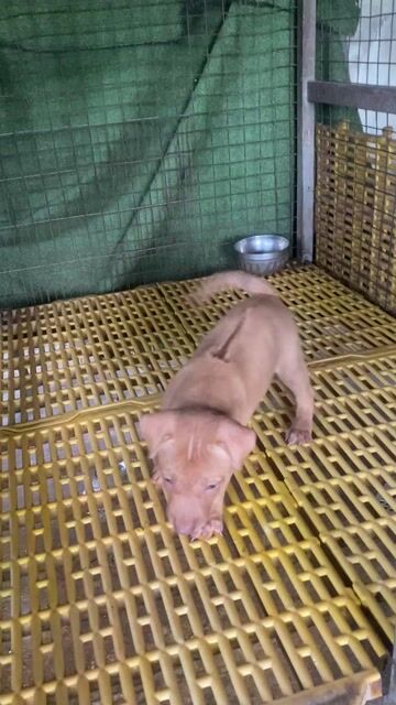 Chó Phú Quốc Cái Vện 2 tháng tiêm ngừa 2 mũi. Mua bán Chó tại Thành phố Thủ Dầu Một Bình Dương được đăng bởi Quang Trung hình 1