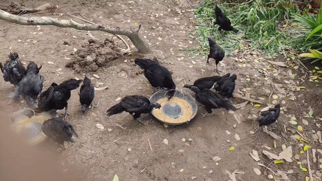 Gà Đen Indo Mặt Quỷ 3 Tháng Tuổi. Mua bán Gà tại Huyện Mỏ Cày Nam Bến Tre được đăng bởi TIỆM TÓC ÁNH DƯƠNG hình 1