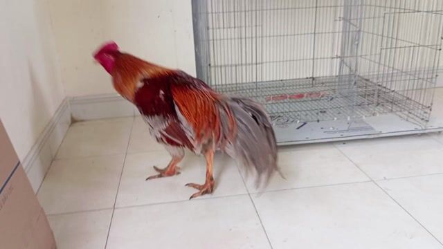 Nọc thái việt xám bướm chân xanh 6x trạng 4kg6. Mua bán Gà tại Quận 8 Tp Hồ Chí Minh được đăng bởi phương  cán đẹp hình 1